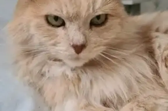Chat perdu, La Motte-Servolex, photo: Chatte Brindille perdue - 16 ans