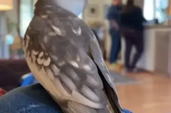 Lost Whiteface Cockatiel - River Falls #528