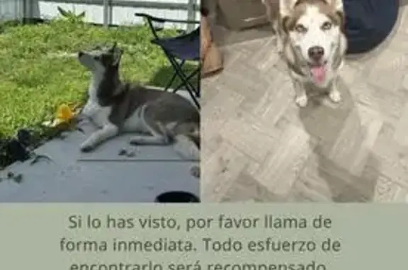 Lost Friendly Dog Gaia in Miami - Help!
