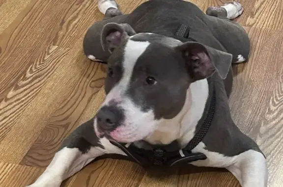 Lost Pit Bull Mix in Houston - Help Find Him!