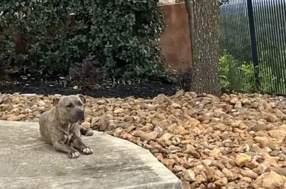 Found Brindle Pitbull in The Preserves, 78261!