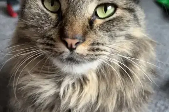 Lost Tabby Cat in Springvale - Help Find Him!