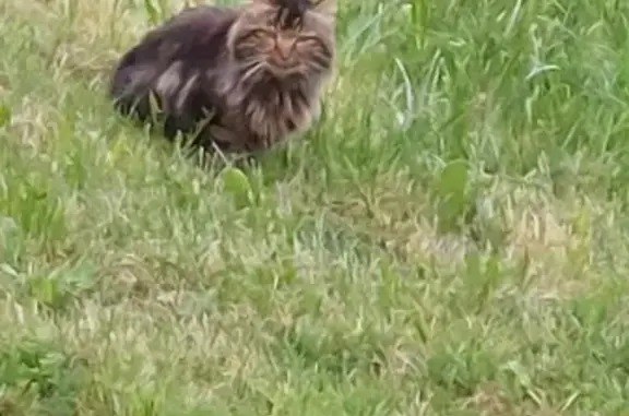 Chat craintif blessé trouvé à Meilhac - photo