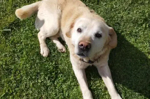 Chien perdu , photo : Labrador sable perdu à Villeneuve