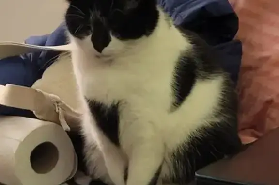 Animaux perdus , photo: Chat perdu près de la D17/D56C