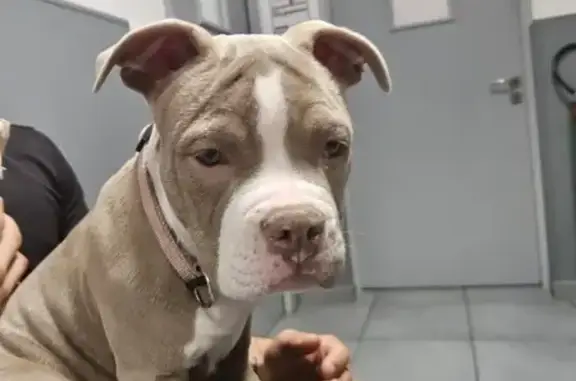 Chiot gris-blanc trouvé à Toulon - photo
