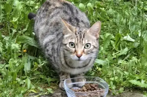 Chatte errante accouche à Limoges - photo