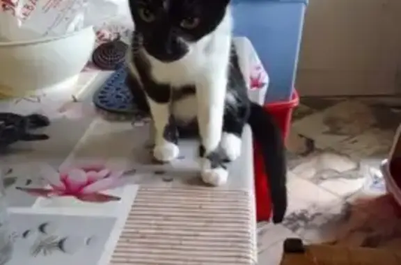 Animaux perdus Le Petit-Quevilly, photo: Chatte perdue à Petit-Quevilly