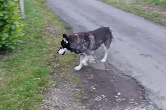 Chien perdu à Saint-Genis retrouvé - photo