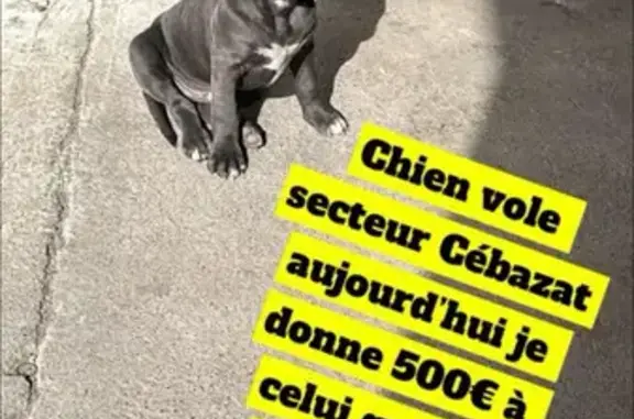 Avis de recherche: chien perdu - photo