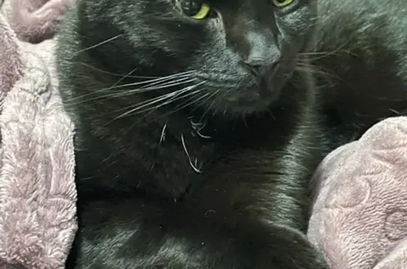 Lost Black Cat with Green Eyes - Hope Rd #3!