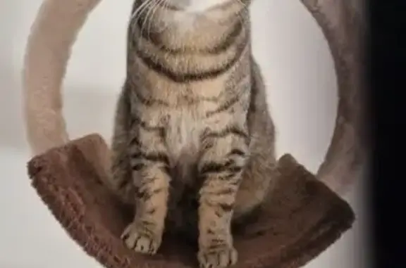 Animaux perdus , photo: Avis de recherche: Chat Micky