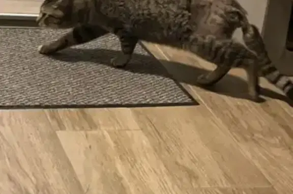 Chat tigré perdu trouvé à Orange - photo