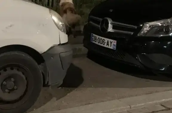 Chien perdu à Limeil-Brévannes - photo