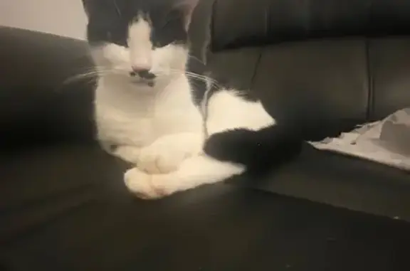 Lost: Small Black & White Cat - Sun Street!