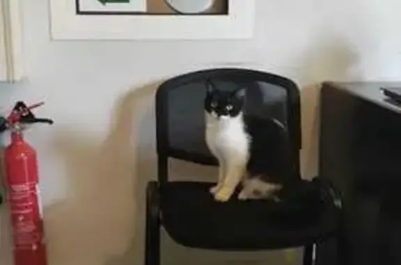 Chatte sociable trouvée à Orléans - photo