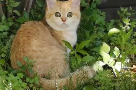 Chat perdu, Nice, photo: Chat Roux-Blanc Perdu à Nice