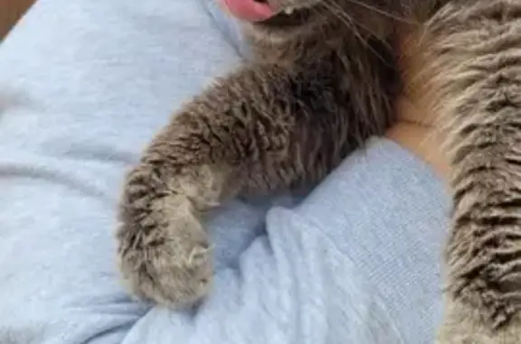 Chat errant affamé et infesté - photo