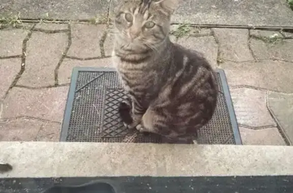 Chat jeune trouvé à Cosne-Cours - photo