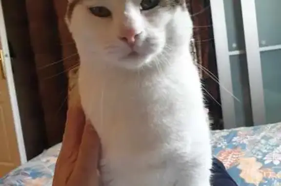Animaux perdus Lille, photo: Chat blanc-tigré perdu à Lille