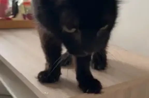 Animaux perdus Sars-Poteries, photo: Chat noir blessé perdu à Sars-Poteries