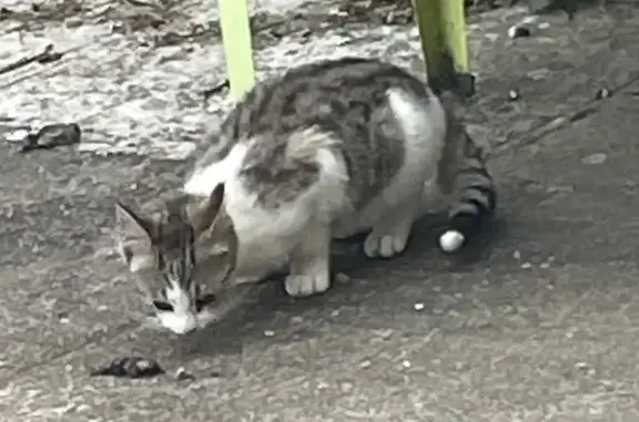 Chat perdu retrouvé à Plourivo - photo