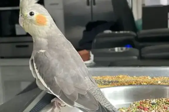 Lost Cockatiel in Floral Park...