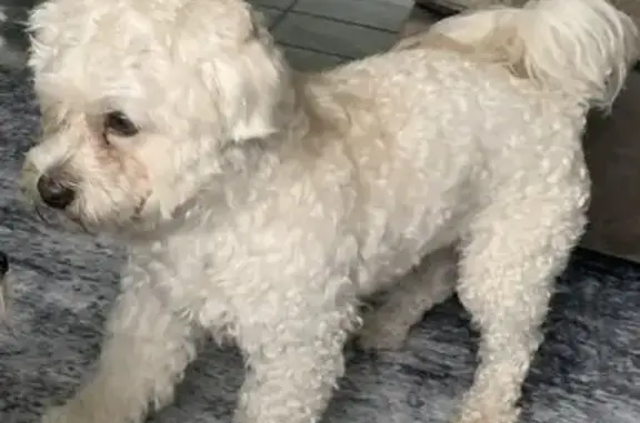 Lost Maltese in Shirley - Help Find Him!