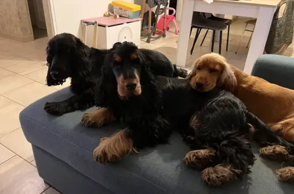 Chien perdu , photo : 3 Chiens perdus à Carisey