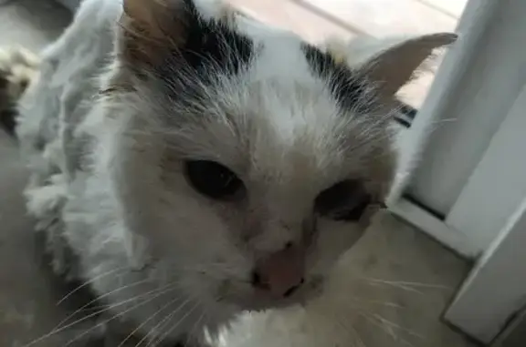 Chatte âgée trouvée à Montluel - photo