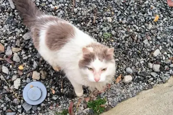 Chat câlin trouvé à Sainte-Anne - photo