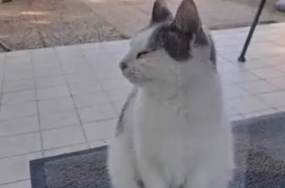 Chat blanc taché trouvé à Stiring - photo