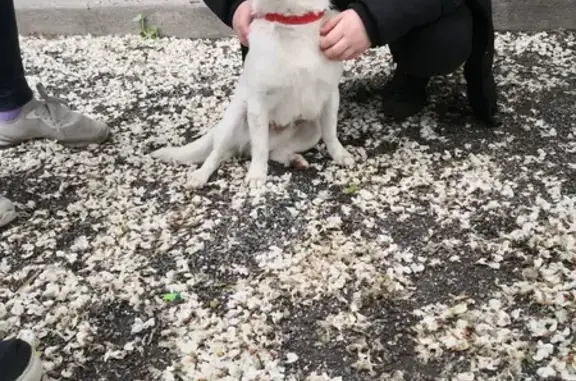 Chien Ratier blanc trouvé à Aussillon - photo