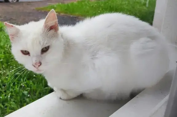 Chat blanc perdu à Marsac - photo