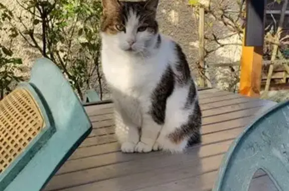 Chat sociable trouvé à La Teste - photo