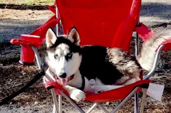 Lost Small Husky - Blue Eyes & Pink Collar!