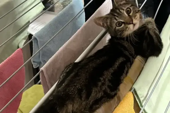 Animaux perdus , photo: Chaton tigré perdu à Claix