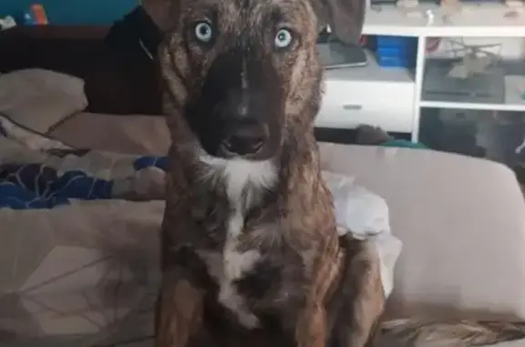 Chien craintif perdu à Loos - photo