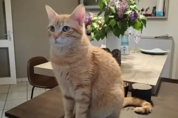 Animaux perdus Moirans, photo: Chat roux perdu à Moirans