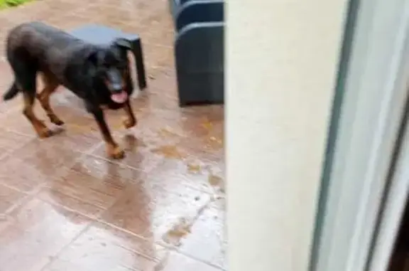 Beauceron noir perdu à Chazelles - photo