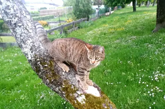 Chatte Noisette perdue à Marmiers - photo