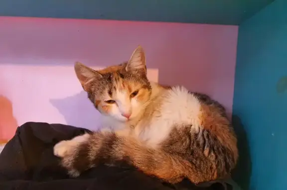 Chat perdu à Cahors retrouvé - photo