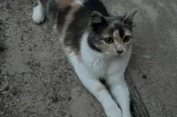Chatte affectueuse trouvée à Lévignac - photo