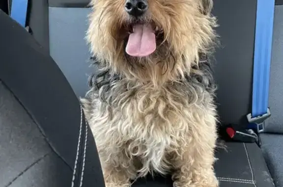 Chien trouvé Matzenheim, photo: Chien Toby perdu à Matzenheim