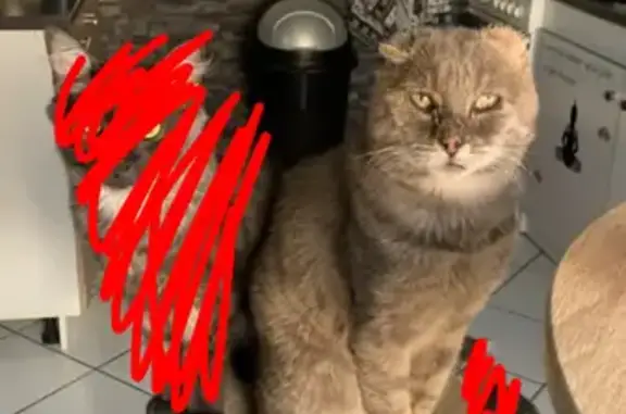 Chat perdu, Villaines-la-Juhel, photo: Chat gris âgé boiteux perdu