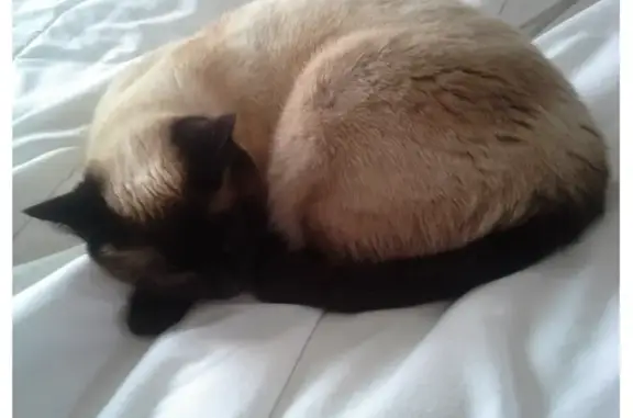 Animaux perdus Pont-Aven, photo: Chatte siamoise Lakshmi perdue