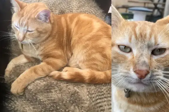 Animaux perdus Pusey, photo: Oscar, chat roux perdu à Pusey