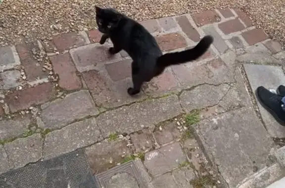 Animaux perdus Chartres, photo: Chatte Utopia noire perdue à Chartres