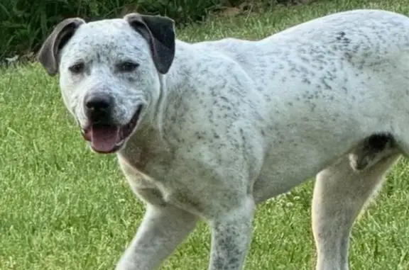 Found Puppy: Lab/Boxer Mix in Jefferson!