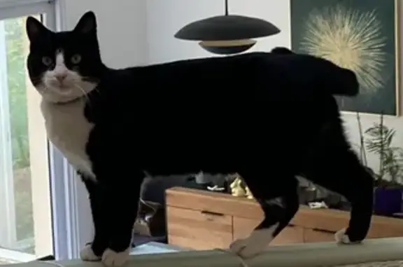 Chat perdu, Laillé, photo: Chatte noire et blanche perdue